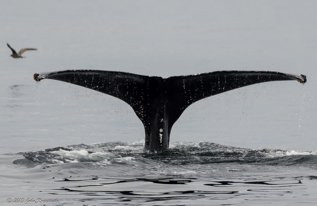 excursiones de avistamiento de cetáceos
